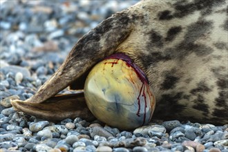 Grey seal