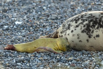 Grey seal