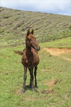 Horse in the Rano Raraku crater
