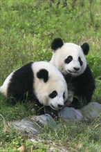 Two Giant Pandas