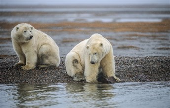 Two young polar bears