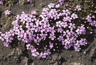 Moss campion or cushion pink