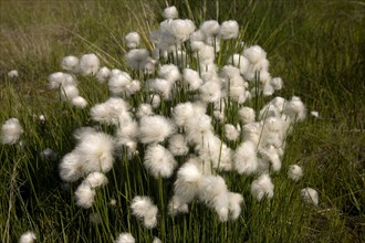Scheuchzer's cottongrass or white cottongrass