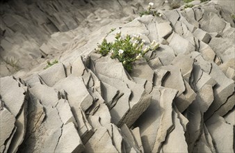 Basalt stones