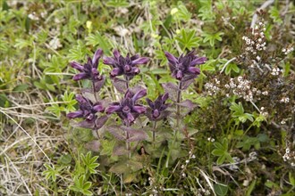 Alpine bartsia or velvetbells