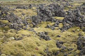 Moss covered lava