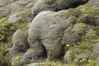 Lava field of Eldhraun overgrown with moss