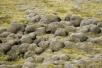 Lava field of Eldhraun overgrown with moss