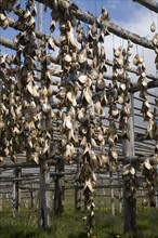 Stockfish hanging up to dry on rack