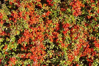 Cotoneaster with fruit