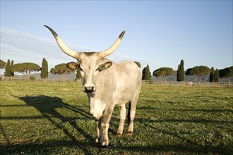 Maremmana or Maremmana bull in a meadow