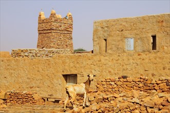 Goat on a wall in front of the minaret of the mosque in the historic centre