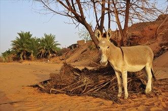 Donkey in a dry riverbed