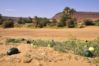 Watermelons at a dry riverbed
