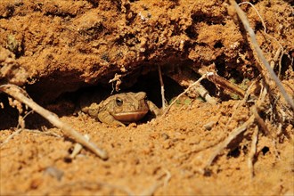 Berber toad or Mauritanian toad