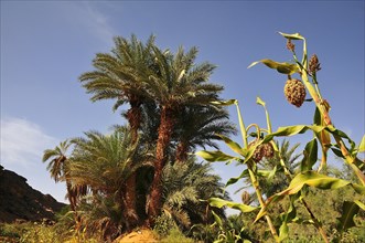 Date palm and sorghum plant