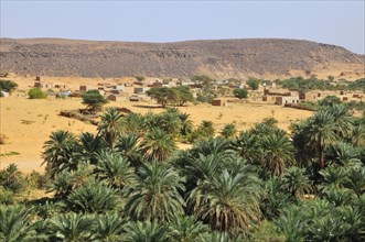 Palm grove with a settlement