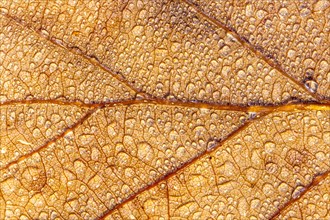Autumn Beech leaf