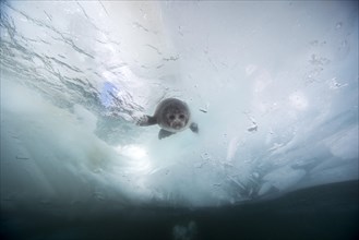 Baikal seal