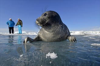 Two people watching a Baikal seal
