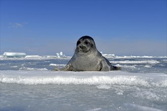 Baikal seal