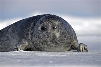 Baikal seal