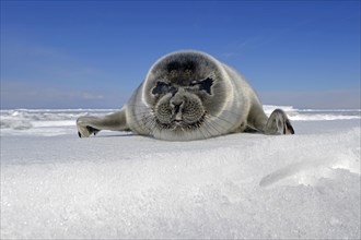 Baikal seal