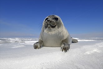 Baikal seal