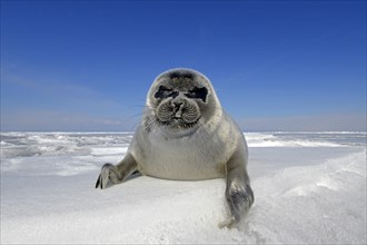 Baikal seal