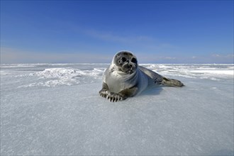 Baikal seal