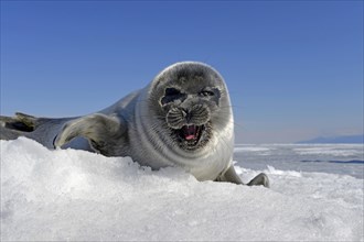 Baikal seal