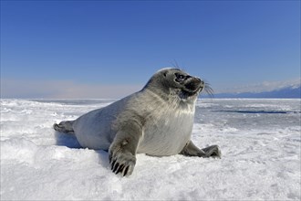 Baikal seal