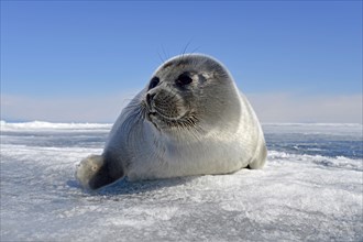 Baikal seal