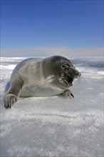 Baikal seal