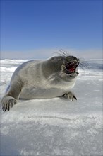 Baikal seal