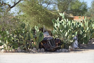 Old car amongst cacti
