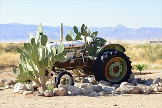 Old tractor amongst cacti