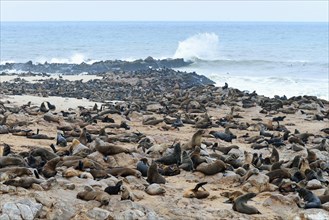 Colony of South African fur seals