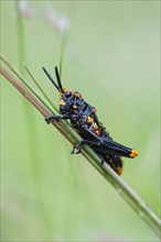 Black and orange coloured grasshopper nymph