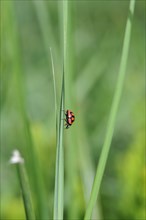 Red and black beetle climbing down a blade of grass