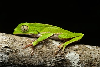 Manaus slender-legged tree frog