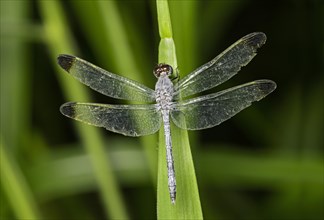 Neotropical dragonfly