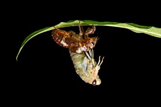 Hatching of a cicada