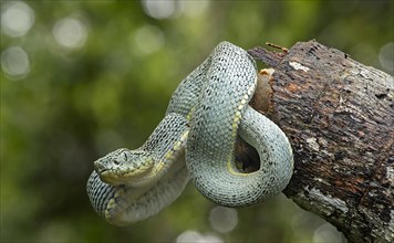 Two-striped forest-pitviper