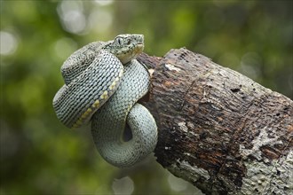 Two-striped forest-pitviper