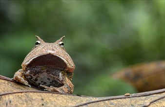 Surinam horned frog or Amazonian horned frog