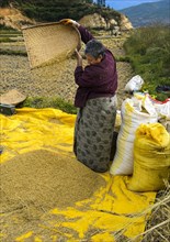Bhutanese woman separating chaff from rice