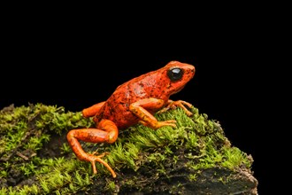 Little-devil poison frog or diablito