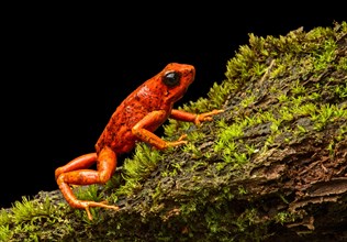 Little-devil poison frog or diablito