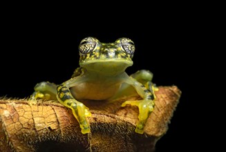 White-spotted Cochran Frog